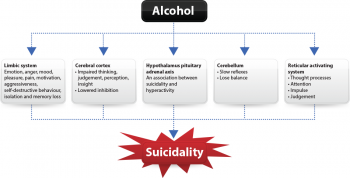 Figure 2. Alcohol, brain areas and suicidality 