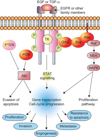 Figure 1. Epidermal growth factor receptor (EGFR) pathway