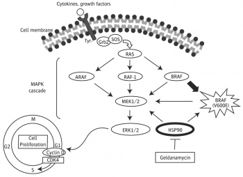 Figure 1. RAS-RAF-MAPK pathway