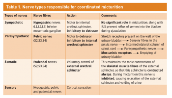 Table 1. Nerve types responsible for coordinated micturition