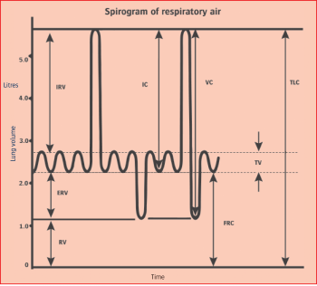 Figure 2. Static lung volumes