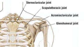 Figure1. The joints of the shoulder (reproduced with permission from Shoulderdoc.co.uk
