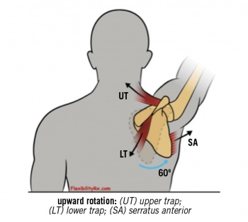 Figure 2. Muscles involved in scapulothoracic movement (reproduced with permission from injuryactive.com)