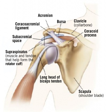 Figure 3. The AC joint, subacromial space and associated structures