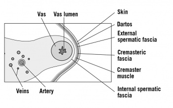 Figure 1. Cross-section of the spermatic cord
